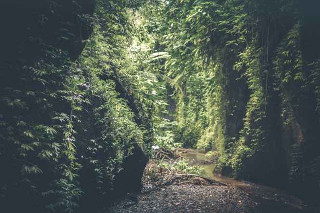 cave filed with green plants