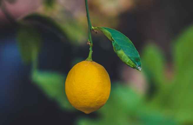 focus photo of a ripe lemon fruit