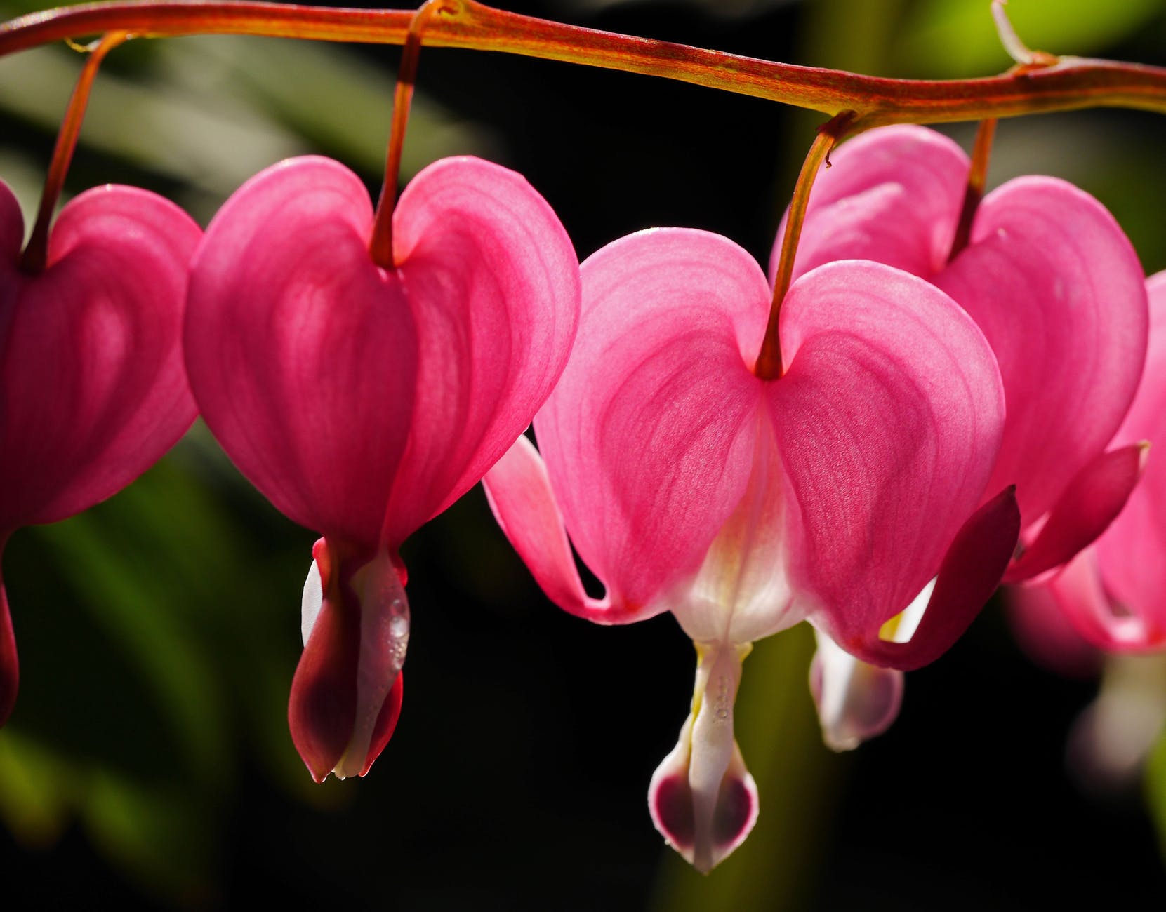 beautiful bleeding heart bloom blooming