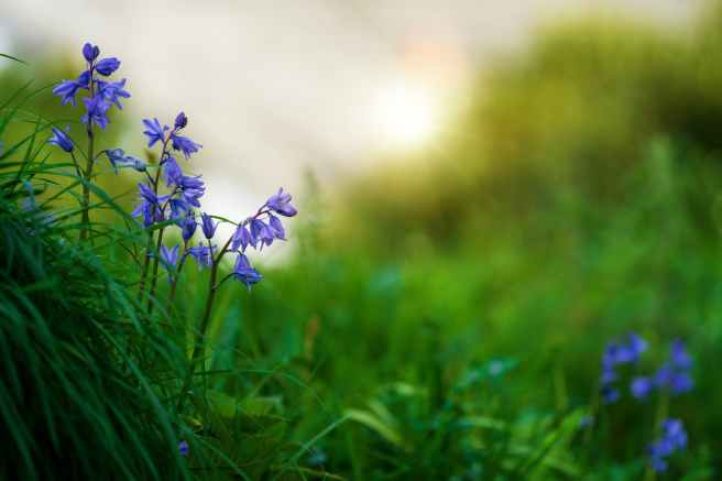 selective focus photography of purple petaled flowers